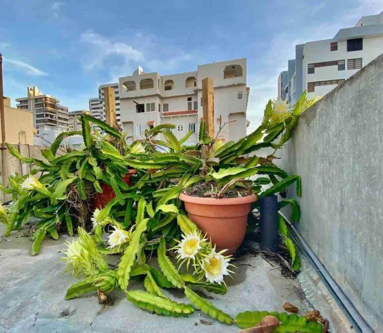 Fresh Tropical Colonial Style Walk-Up- Rooftop Terrace- Beach View San Juan Exterior foto