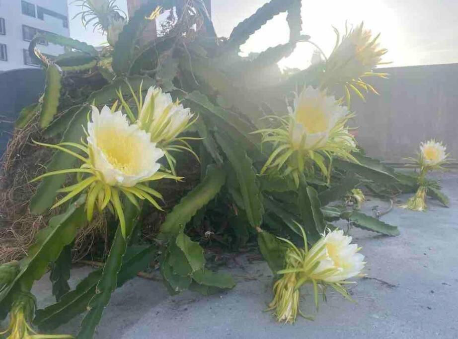 Fresh Tropical Colonial Style Walk-Up- Rooftop Terrace- Beach View San Juan Exterior foto